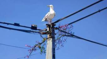 小鸟站在高压线上为什么不会触电的小编有话说